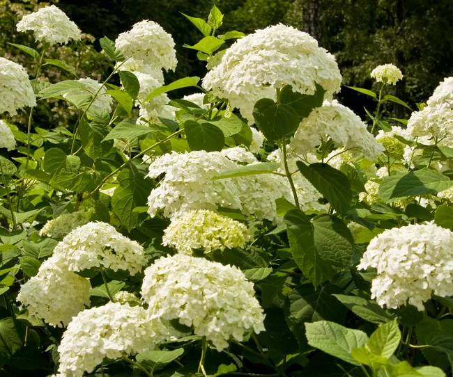 Hortensias blancs