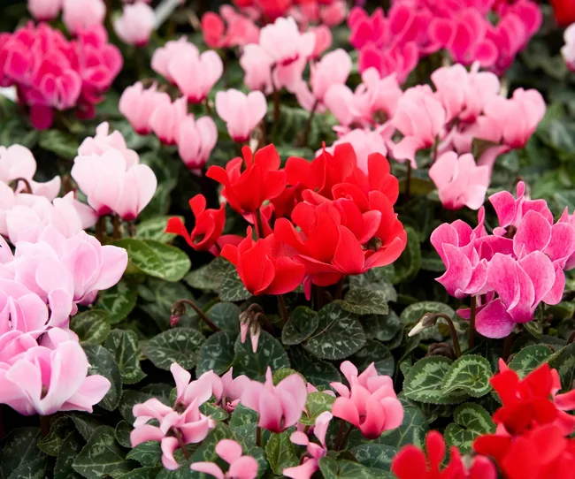 Cyclamen en fleurs