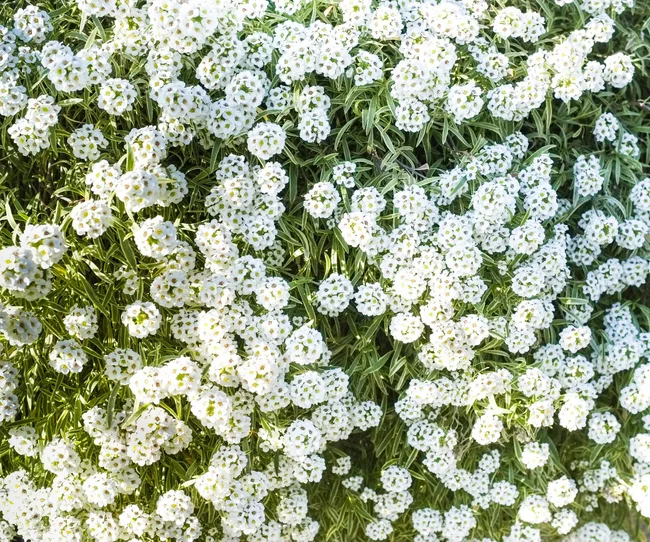 Alyssum