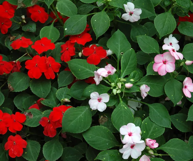 Impatiens