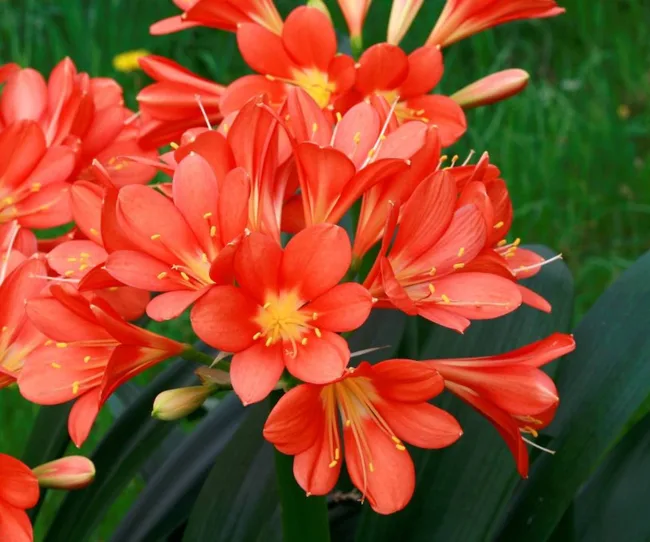 Plante de Clivia