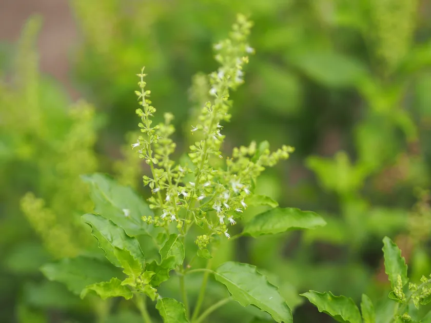 Les tâches de jardinage de fin d'été à faire ce mois-ci