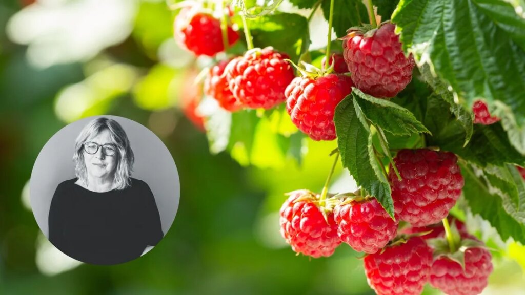 Les meilleurs légumes à planter dans votre jardin en mai