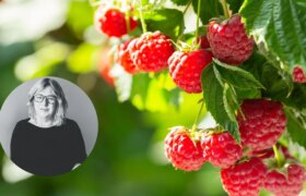 Les meilleurs légumes à planter dans votre jardin en mai