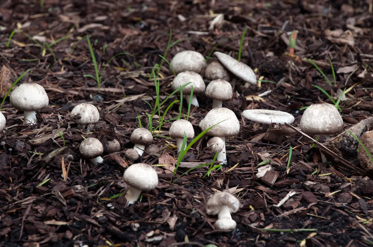 Mushrooms in the Lawn a Sign of Healthy Soil