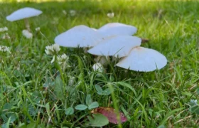 Des champignons sur ma pelouse : dois-je les arracher ?