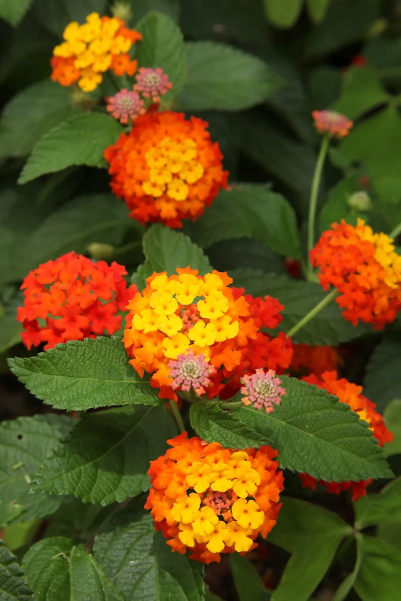 Lantana flowers in a home landscape.
