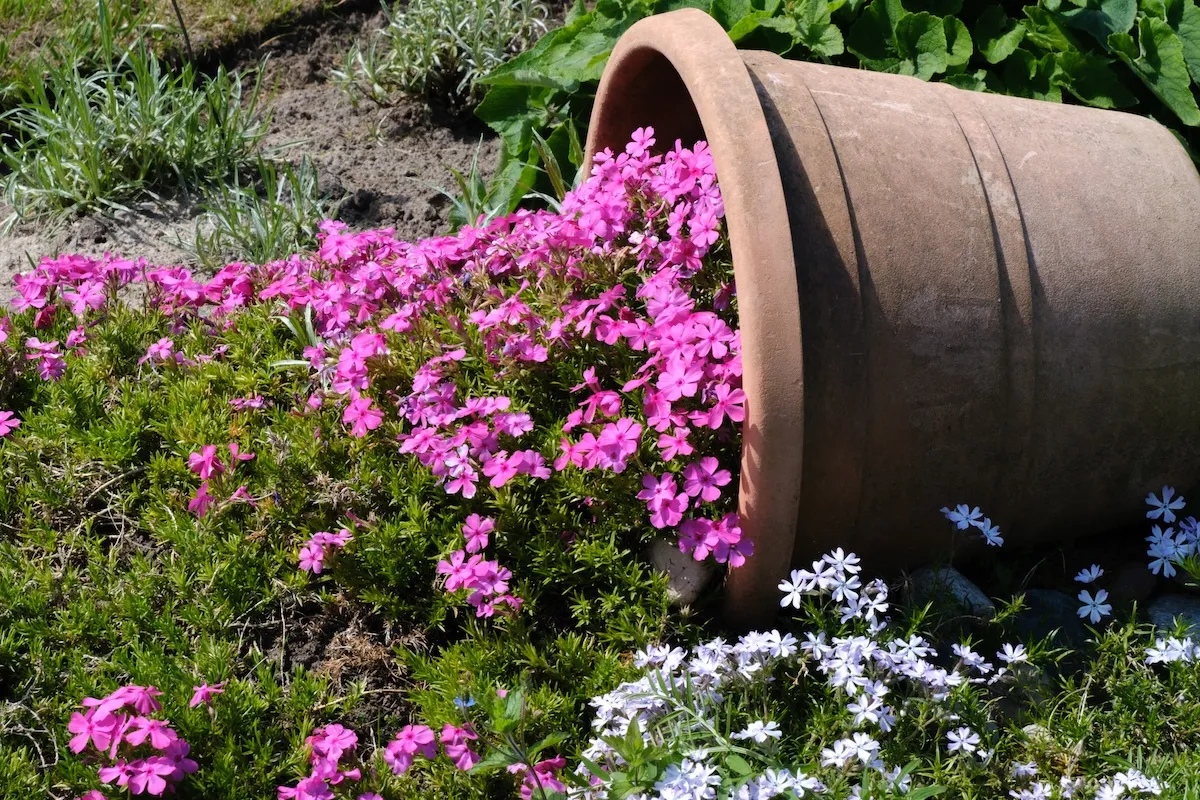 Creeping phlox in a home landscape design.