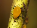 Oleander Aphid