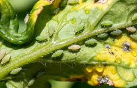 Comment éliminer les pucerons dans votre jardin