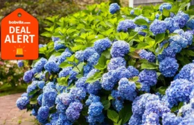Fast Growing Trees offre des arbres gratuits — arbustes, arbres et fleurs à choisir