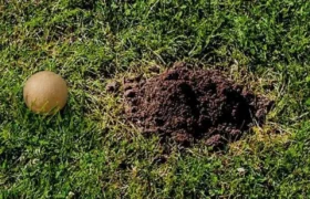 Meilleurs répulsifs contre les voles 2026, testés et approuvés