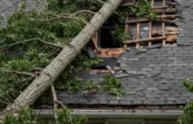 Que faire si un arbre tombe sur votre maison ?
