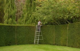 La haie parfaite pour chaque jardin