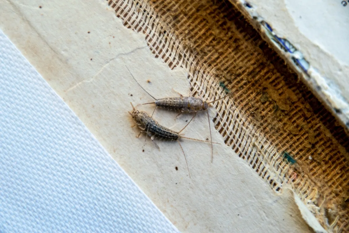 Two small silverfish bugs feeding on an old book.