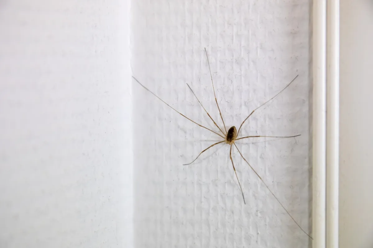 A long legged spider on a white wall inside the home.