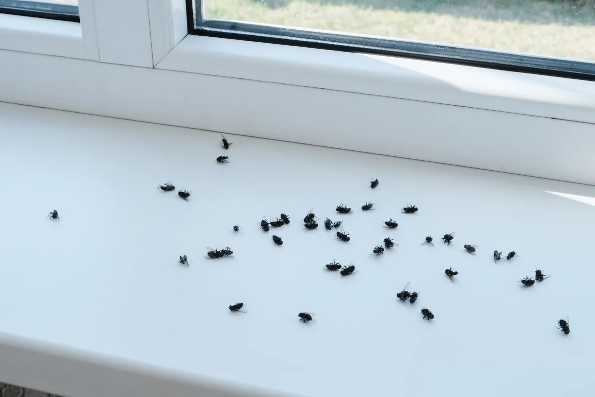 Cluster flies on a windowsill after being treated for pest infestation.
