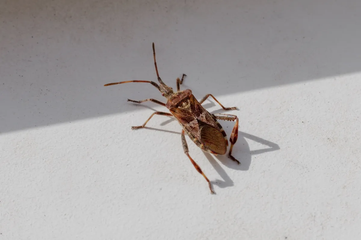 Western conifer seed bug on a white surface crawling into the shadow.