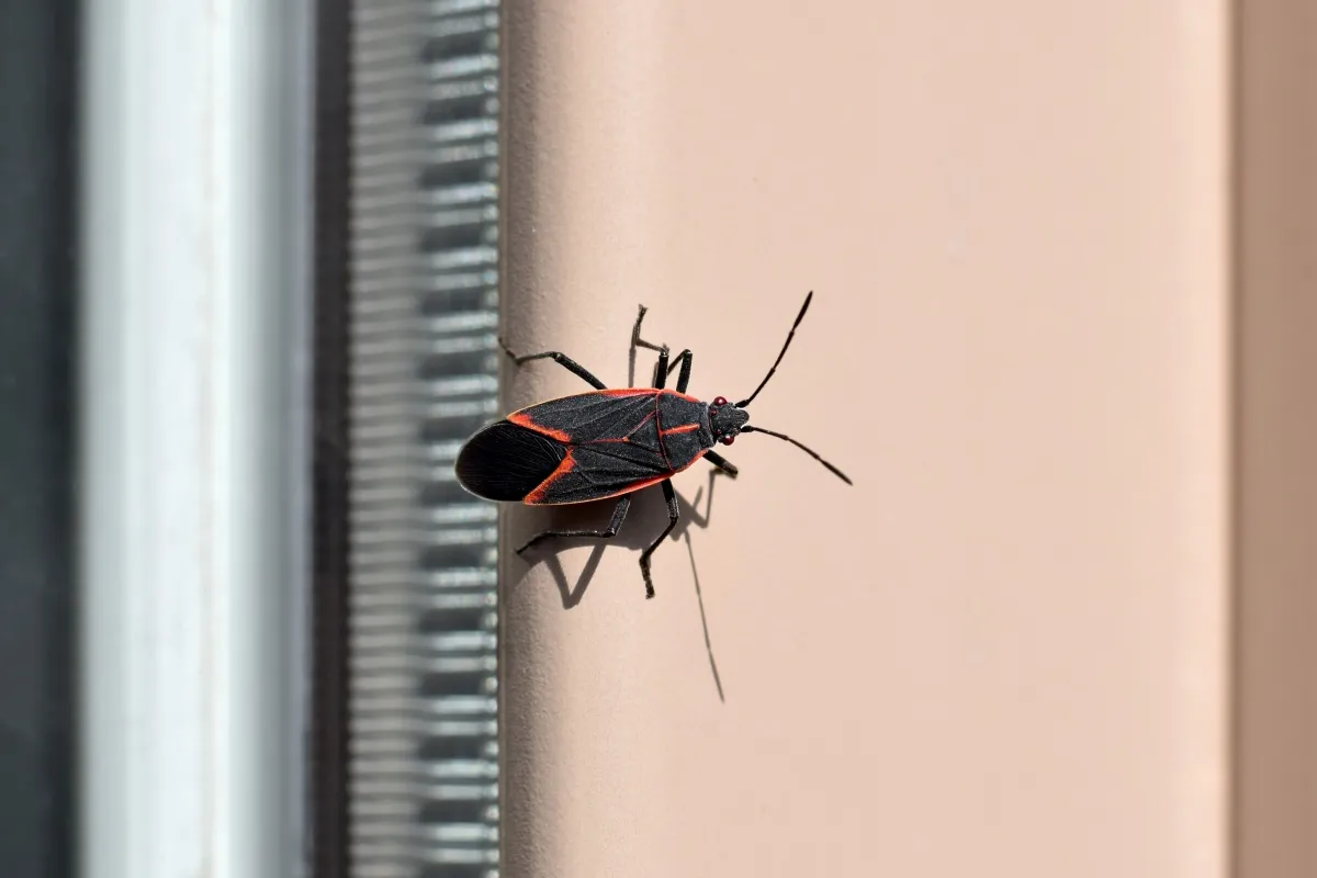 A black and red boxelder bug sitting on the wall.