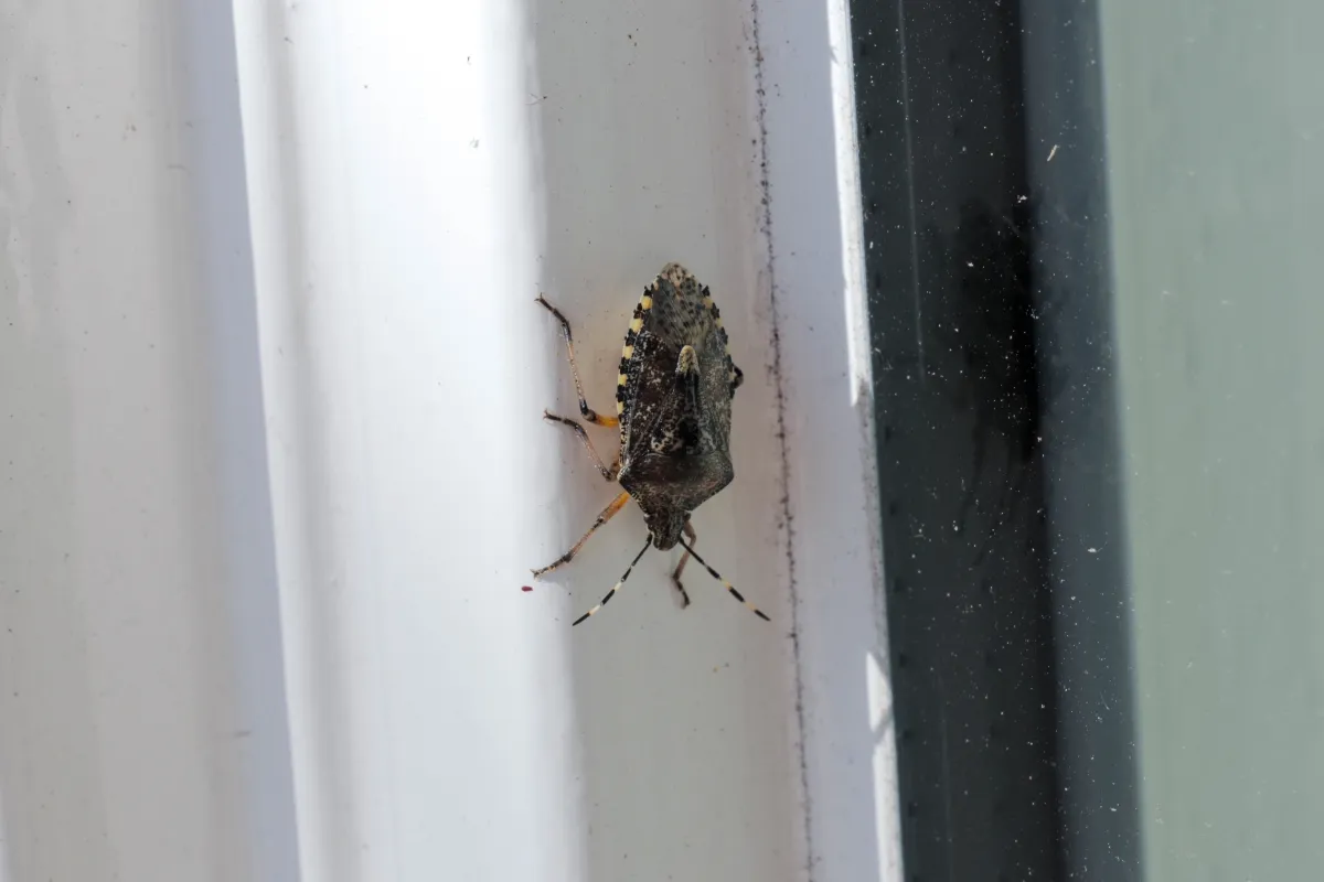 A brown stink bug is resting on a white window frame.