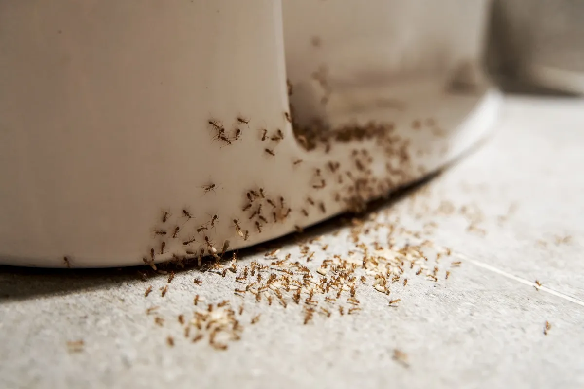 A colony of ants around the base of a toilet.