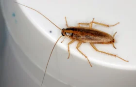 13 insectes qui envahissent votre maison en automne et comment s&rsquo;en débarrasser