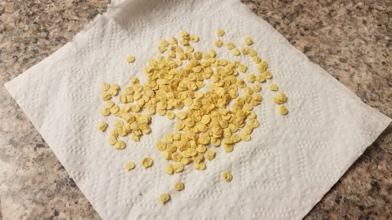 Pepper seeds drying on a paper towel on a granite countertop.