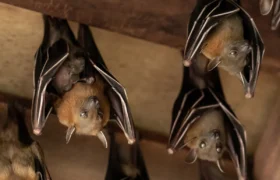 Que faire si vous trouvez une chauve-souris dans votre maison