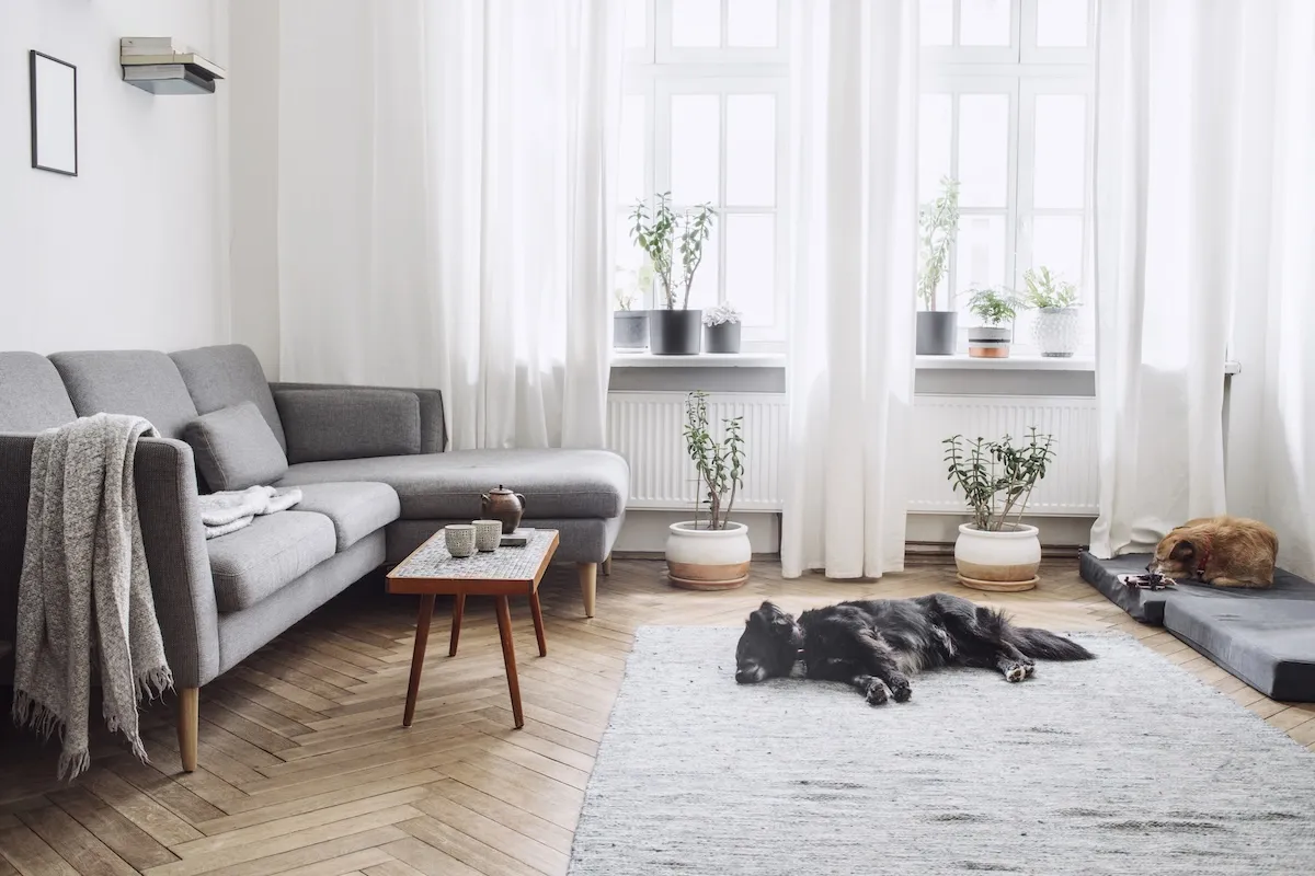 A grey-toned living room with floor length white curtains. 