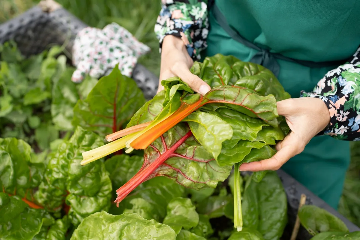 A woman holding harvested swiss chard leaves from her own garden.