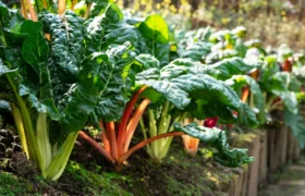 Comment cultiver la blette et profiter de votre récolte