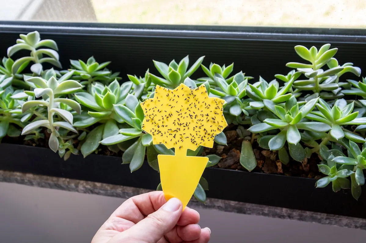 Hand holding a yellow sticky trap covered with fungus gnats flies in a home interior, demonstrating indoor plant pest control and houseplant care.