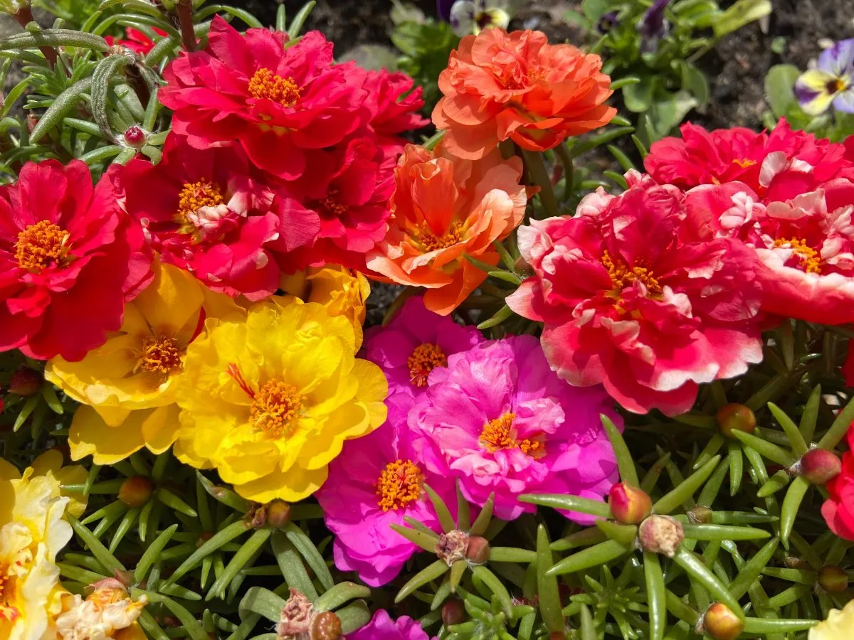 Red, orange, pink, and yellow moss rose flowers