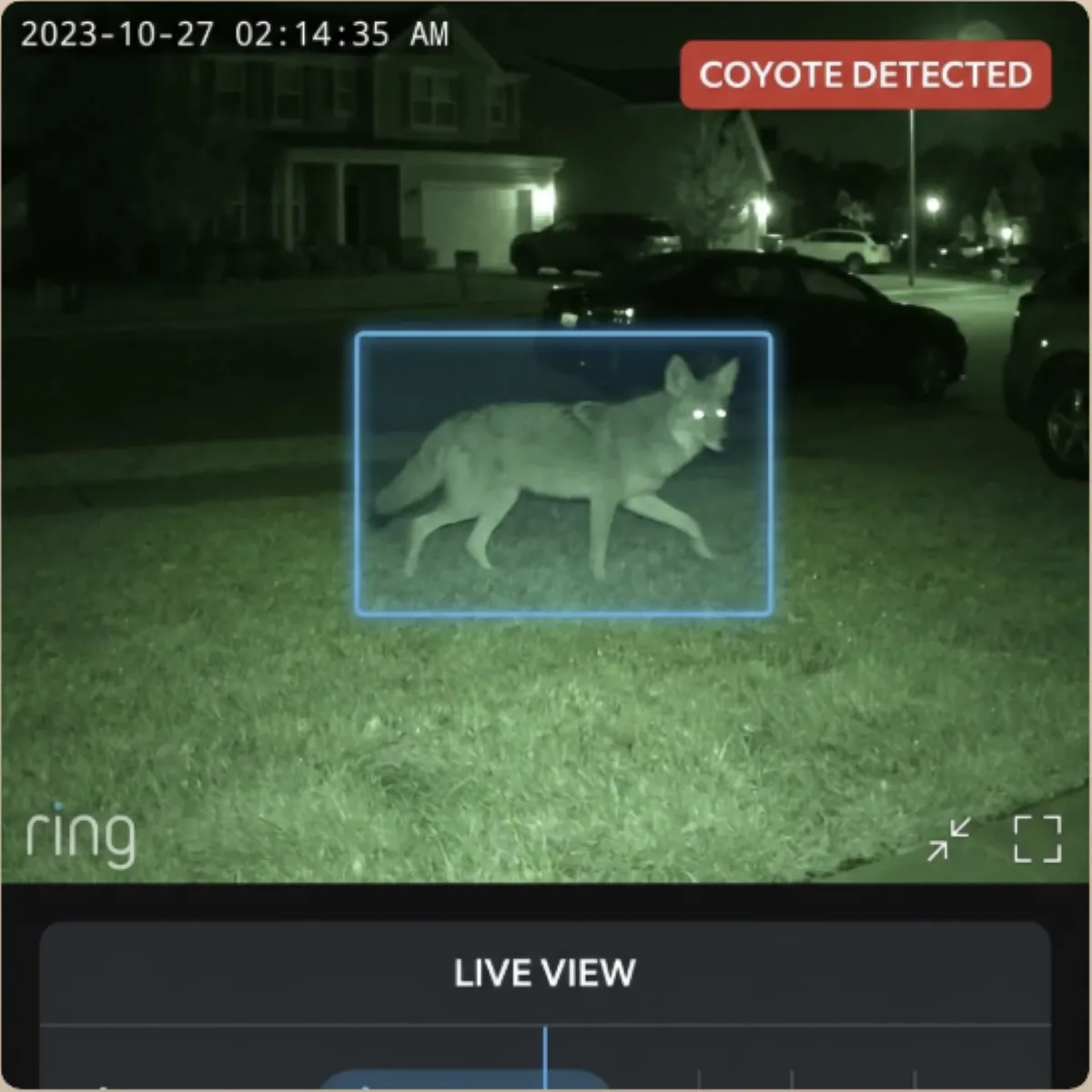 View of Ring screen detecting a coyote in a yard
