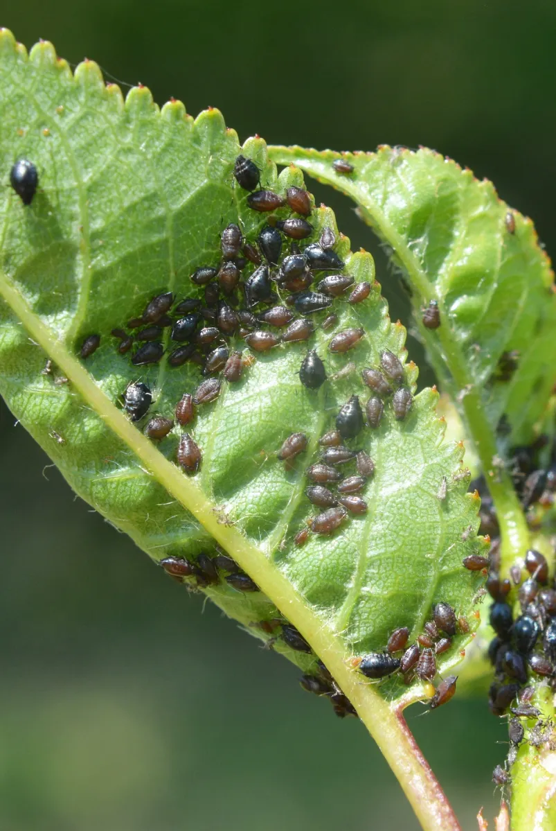 Aphids (Aphididae) from the family of semi-herpid insects on the leaves and stems of plants