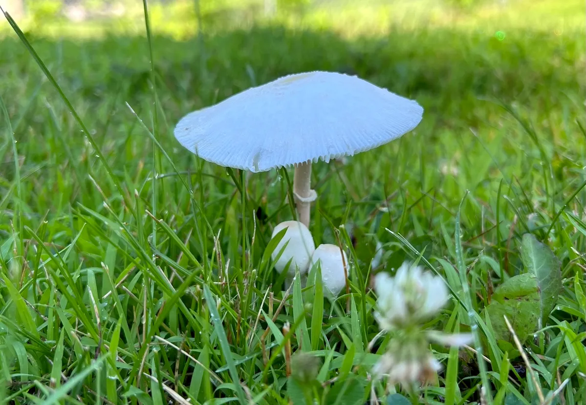 Single mushroom in a green, grassy lawn.