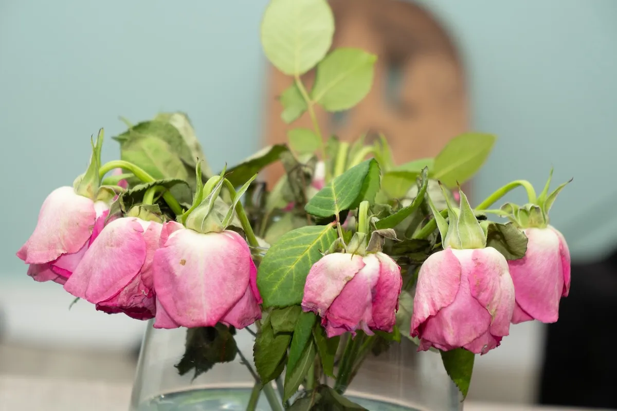 A vase of dying flowers on a table.