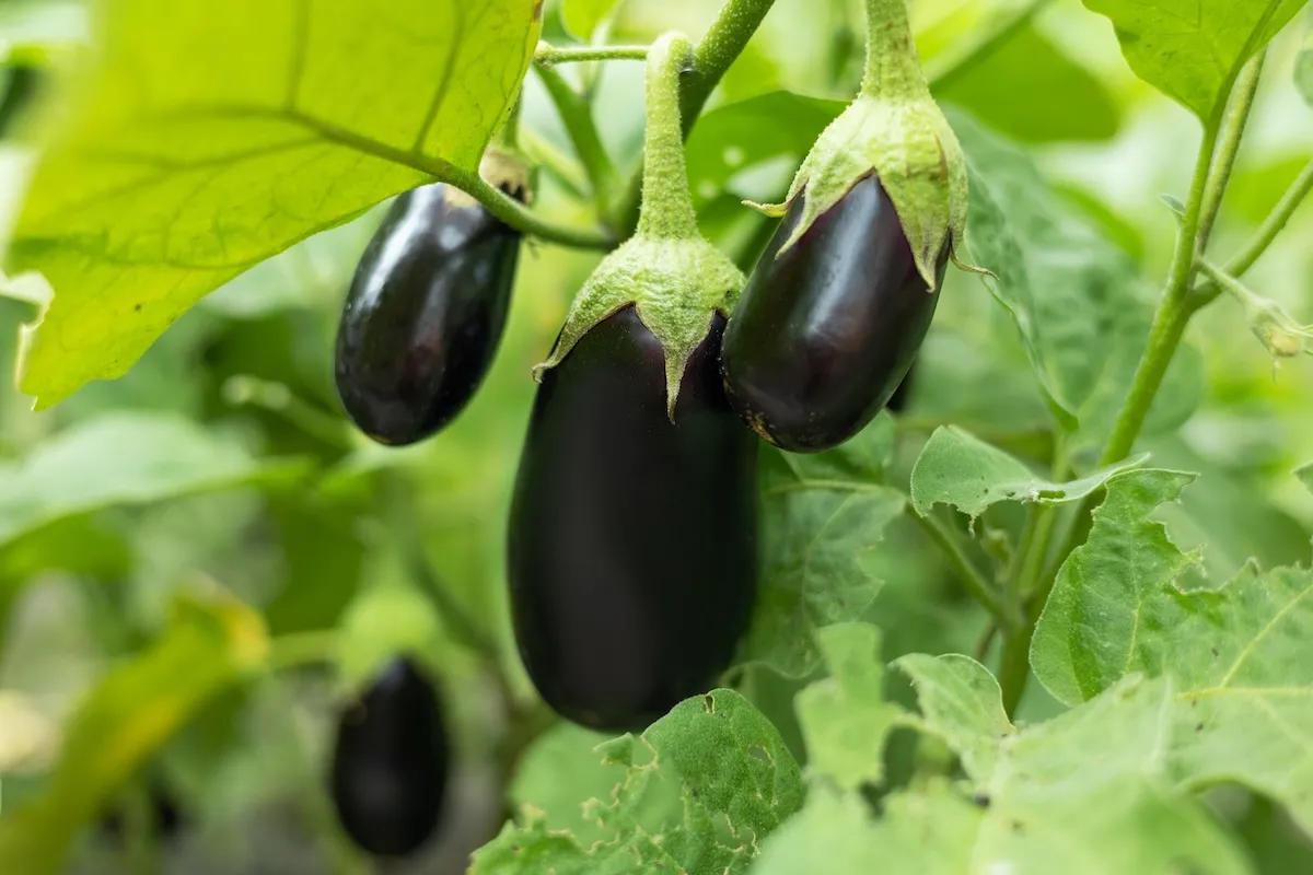 Ripe purple eggplant growing on a plant.