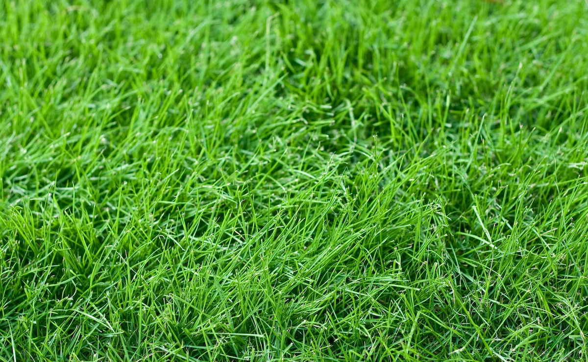 Fescue grass planted in September growing in a home landscape.