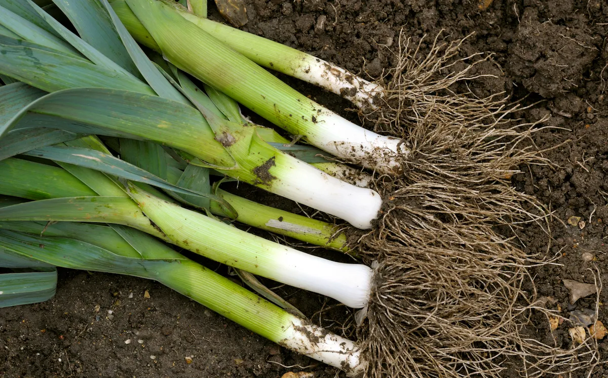 A bunch of leeds harvested from a home garden.
