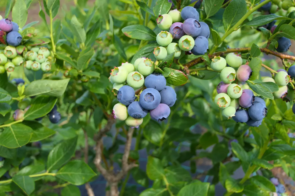 Blueberry bush in a home landscape