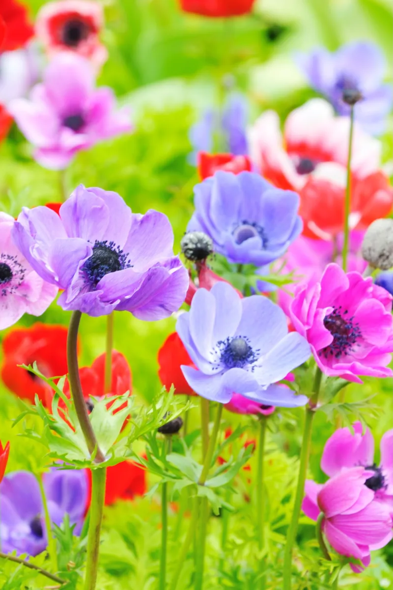 Anemone coronaria patch of multicolored anemone.