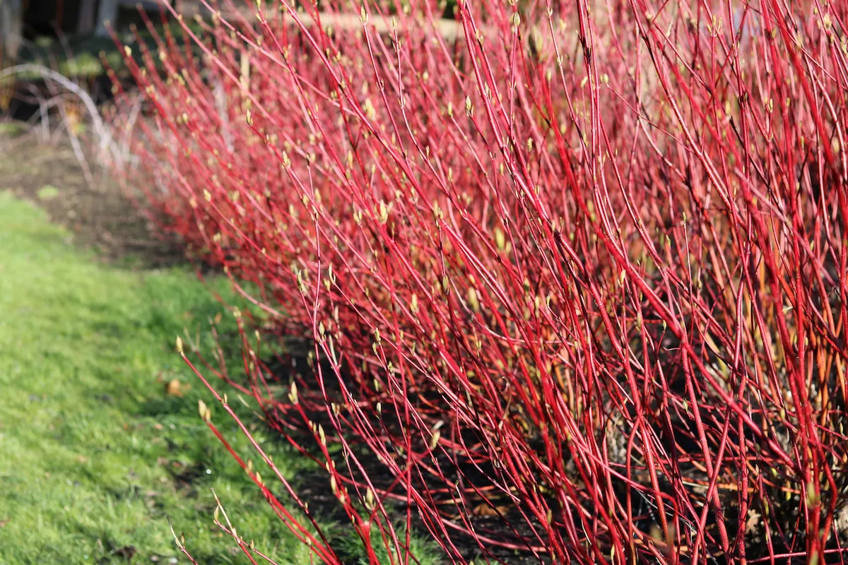 Red twig dogwood growing in a home landscape.
