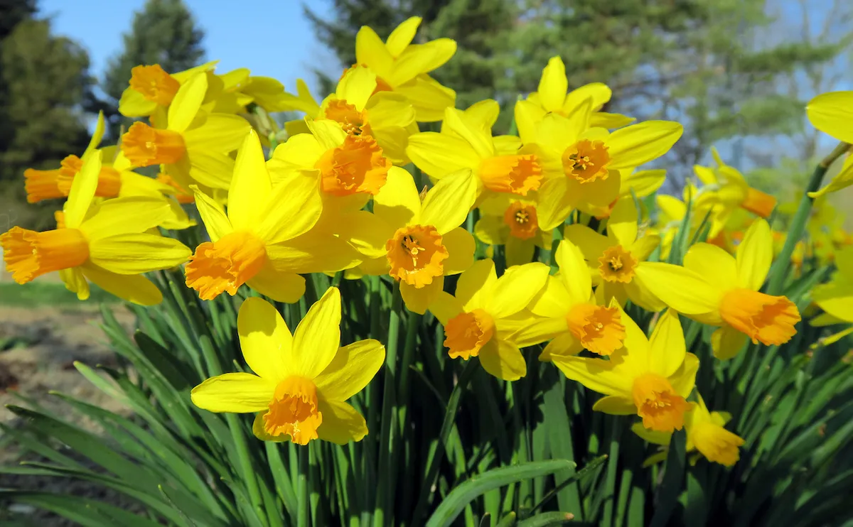 Daffodils growing in a home garden
