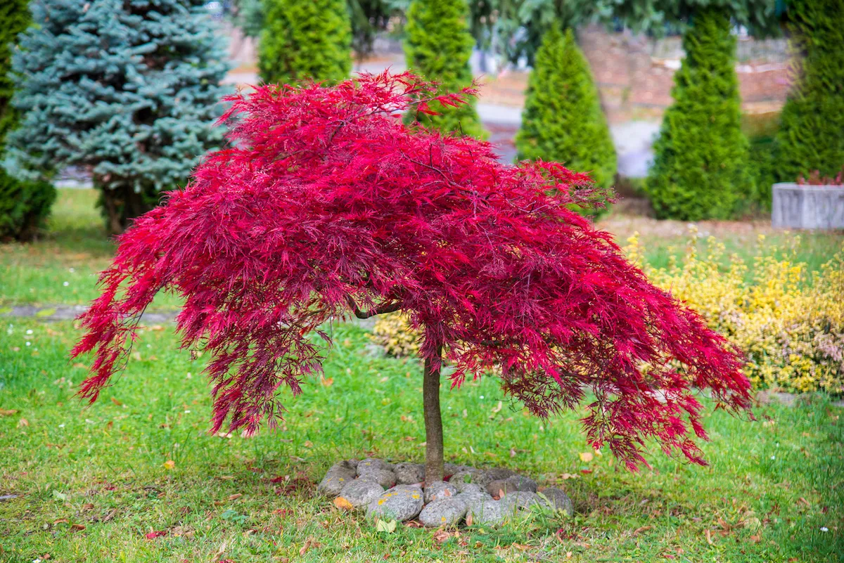 Japanese maple tree growing in a home landscape