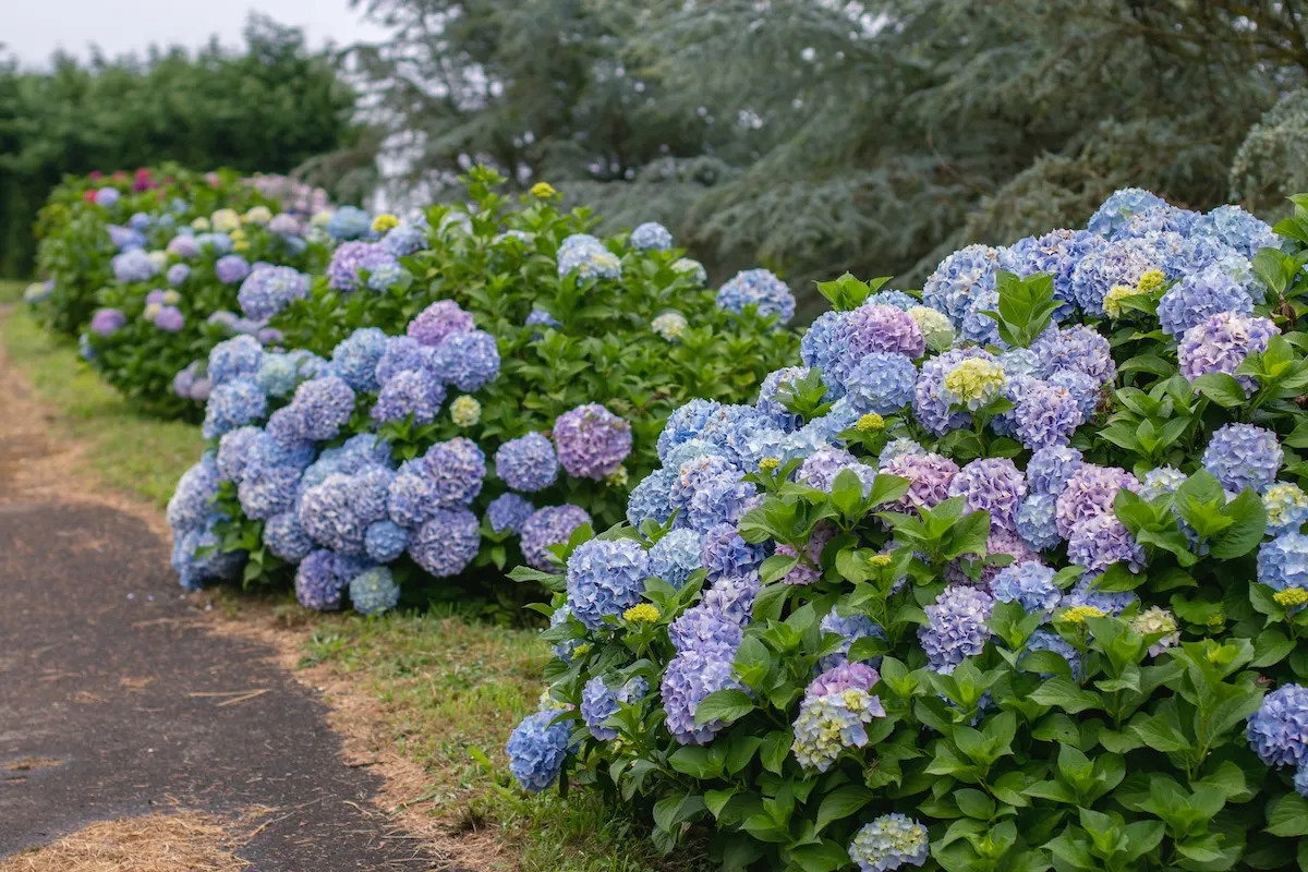 Bigleaf hydrangea, also known as Hydrangea macrophylla or hortensia, with dome-shaped blue and purple blooms lining a garden path amid lush cedar trees.