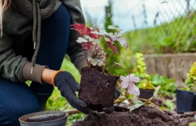 Que planter en septembre pour optimiser votre saison de croissance