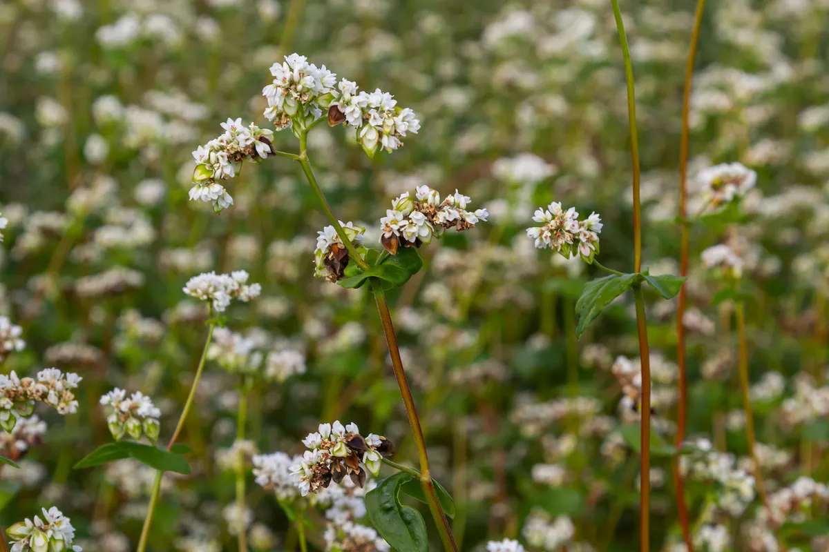 Buckwheat cover crops planted in September in a home garden.