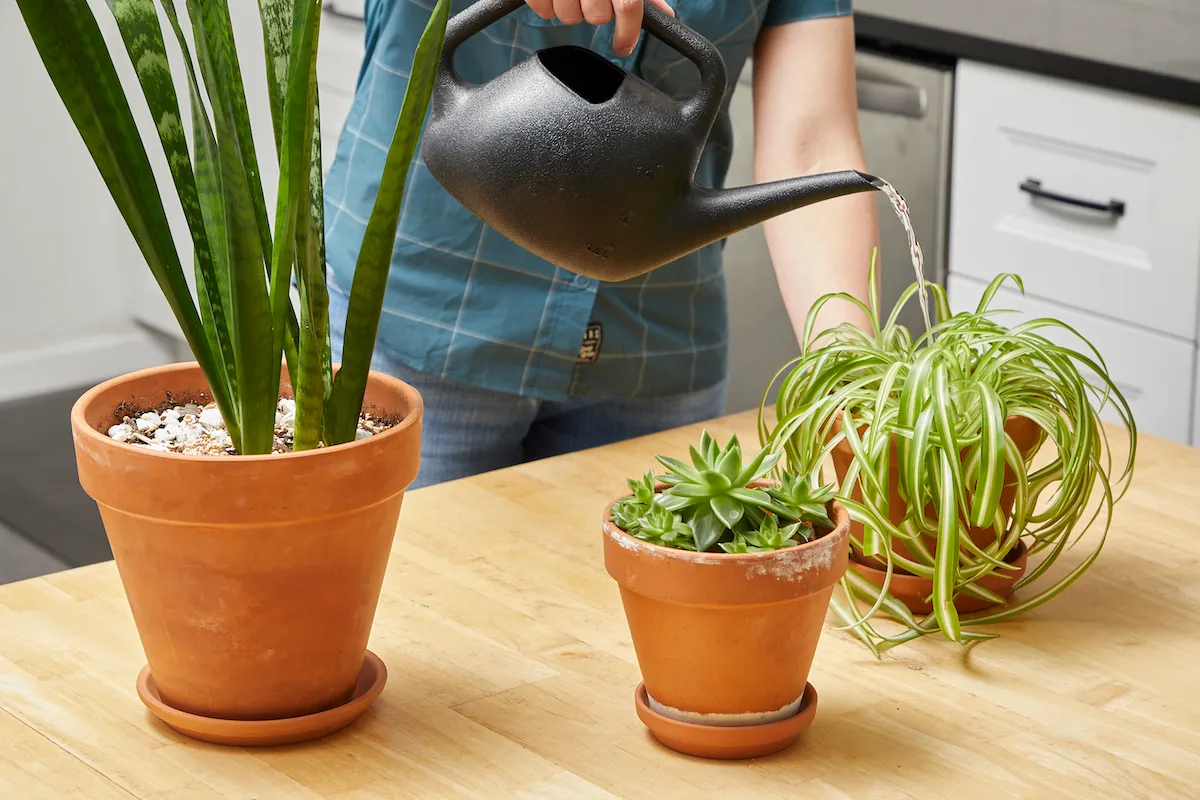 Woman uses a small black watering can to water three plants in her kitchen.