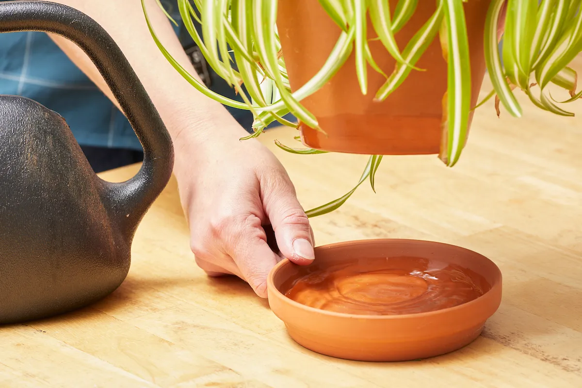 Woman lifts a plant off its tray to reveal a lot of water in the tray.